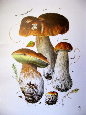 грибы рисунки