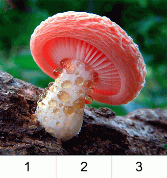 числовые пазлы грибы