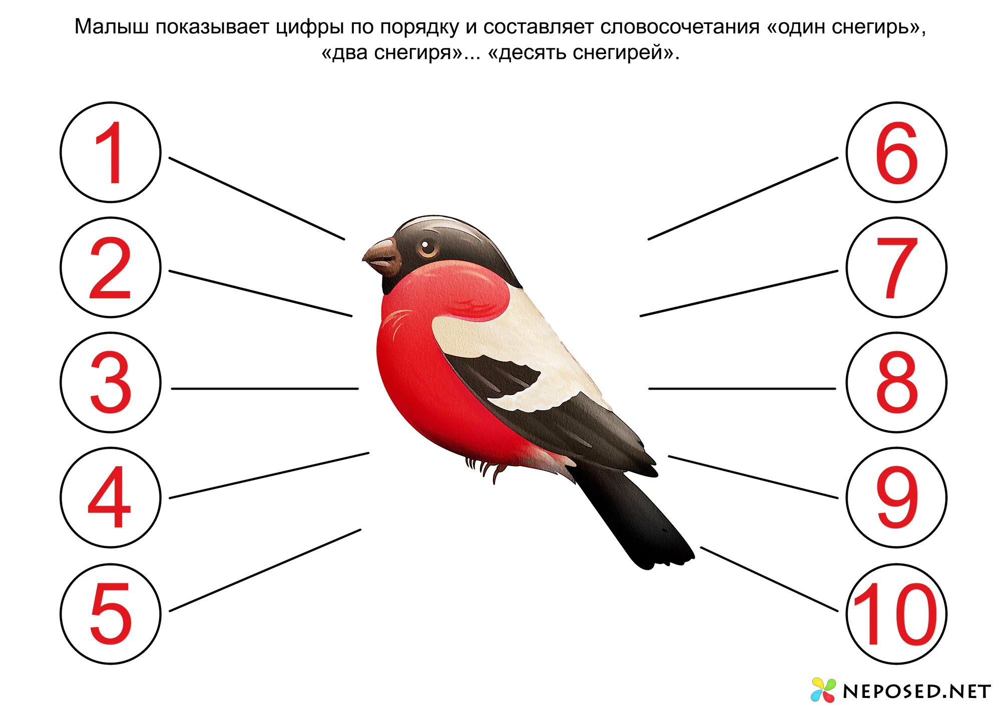 Тематический комплект Снегирь